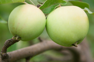 Close-up of apples growing on tree