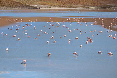 Flamboyance of pink flamingos grazing at laguna hedionda saline lake in bolivian altiplano, bolivia