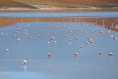 High angle view of birds on beach