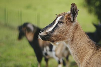 Close-up of horse on field