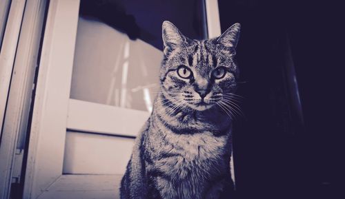 Close-up portrait of cat