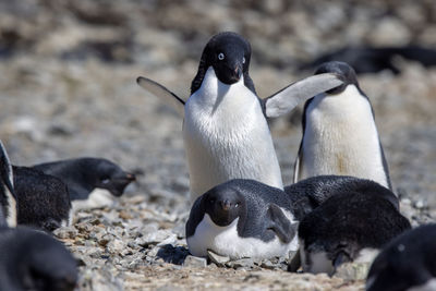 Family of adélie penguins with spread wings on rocky ground in the antarctic
