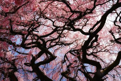 Low angle view of tree against sky