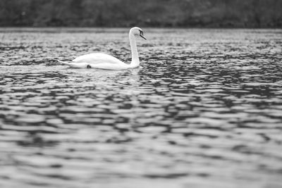 View of swan swimming in lake