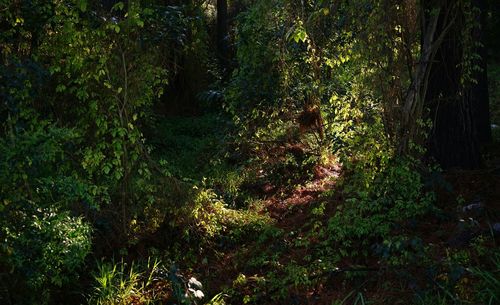 Trees in forest