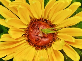 Close-up of honey bee on yellow flower