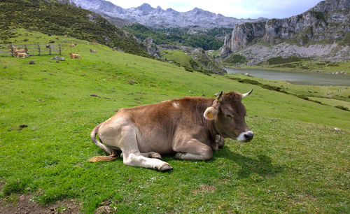 Cow on green landscape against sky