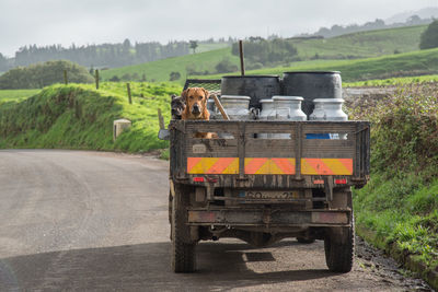 View of horse cart on road