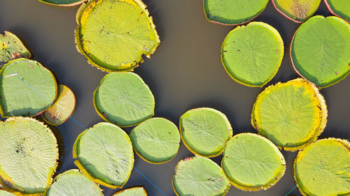 Full frame shot of succulent plant leaves