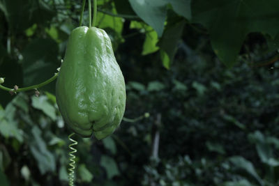 Chayote with natural green color that still depends on the tree