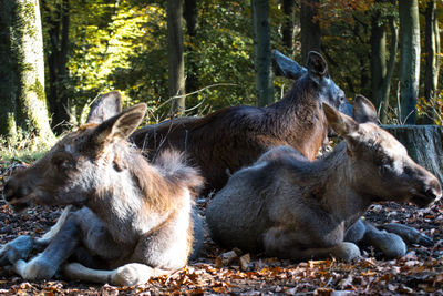 Close-up of wild animal lying in forest