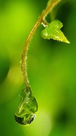 Close-up of water drops on leaf