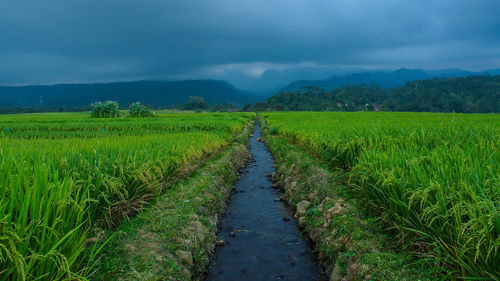 Scenic view of agricultural field against sky