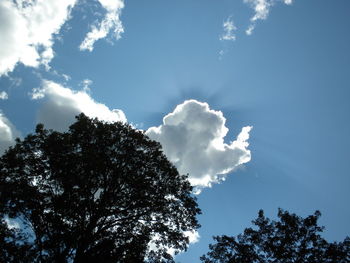 Low angle view of tree against blue sky