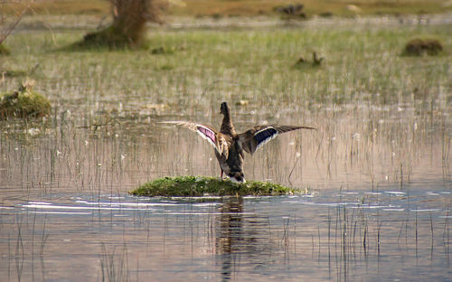 Birds flying over lake