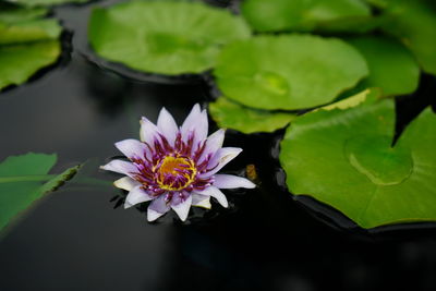 Close-up of lotus water lily in lake