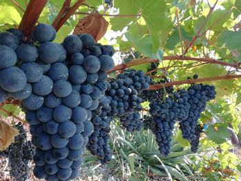 Grapes in vineyard