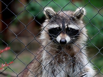 Close-up portrait of a fence
