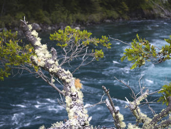 Close-up of plants against sea