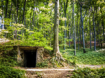 Trees in forest