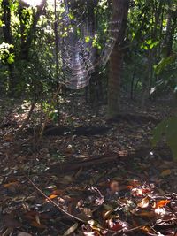 Trees in forest