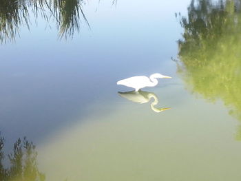 High angle view of duck in lake