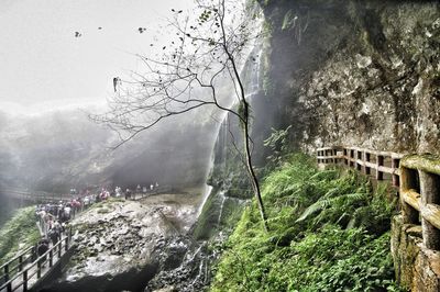 Scenic view of tree mountain during foggy weather