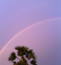 Low angle view of palm trees against rainbow in sky