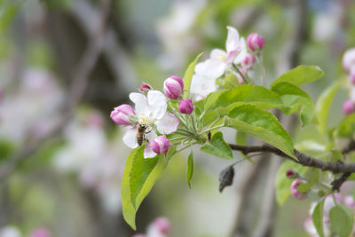 Close-up of pink flowering plant