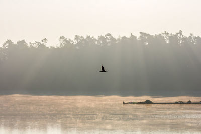 Birds flying over lake against sky