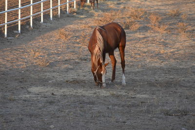 Horse standing in ranch