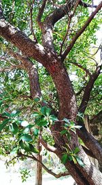 Low angle view of tree in forest