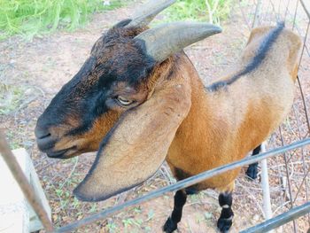 High angle view of elephant on field