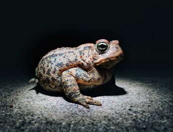 Close-up of frog on footpath