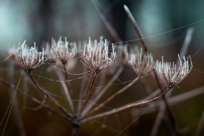 Close-up of dried plant with spider web