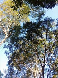 Low angle view of trees against sky