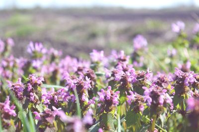 Close-up of purple flowers growing in field