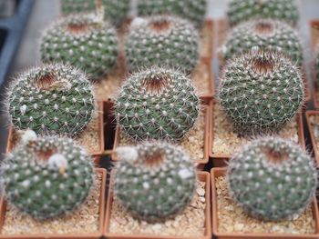 Close-up of succulent plant