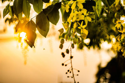 Close-up of yellow leaves on plant