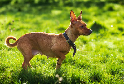 Miniature pinscher dog in the green nature