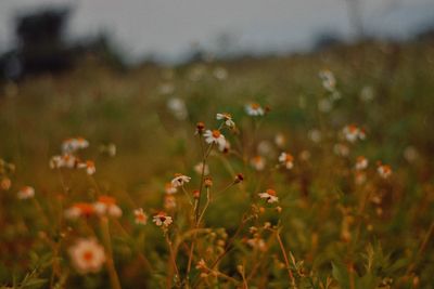 Close-up of flowering plant on field