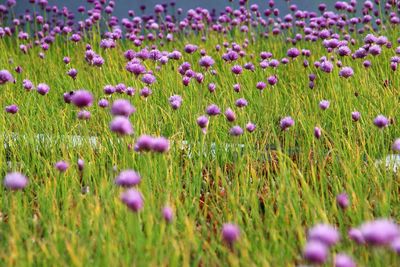 Purple flowers blooming in field