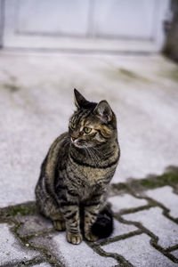 Cat looking away while sitting on footpath