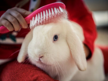 Midsection of woman combing rabbit at home