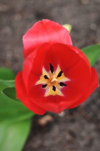 Close-up of red flower