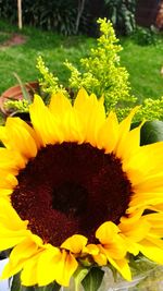 Close-up of sunflowers blooming outdoors