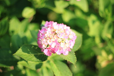 Close-up of pink flowers