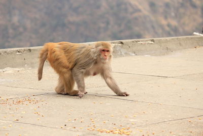 Dog looking away on footpath