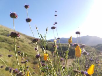 Close-up of thistle flowers in field against sky