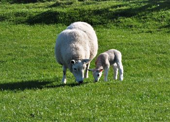 Sheep grazing in a field